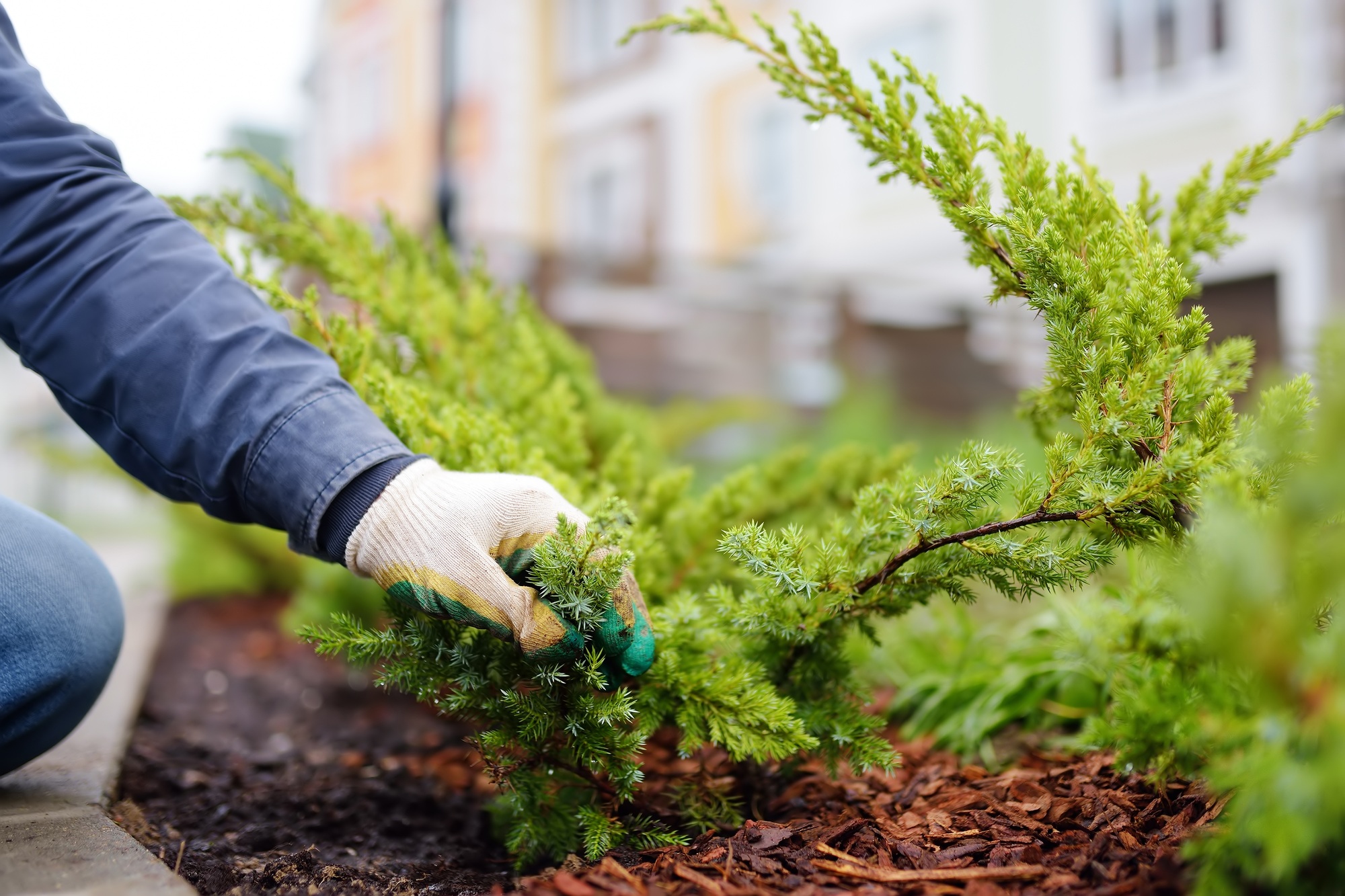 Gardener mulching with pine bark juniper plants in the yard. Seasonal works in the garden.
