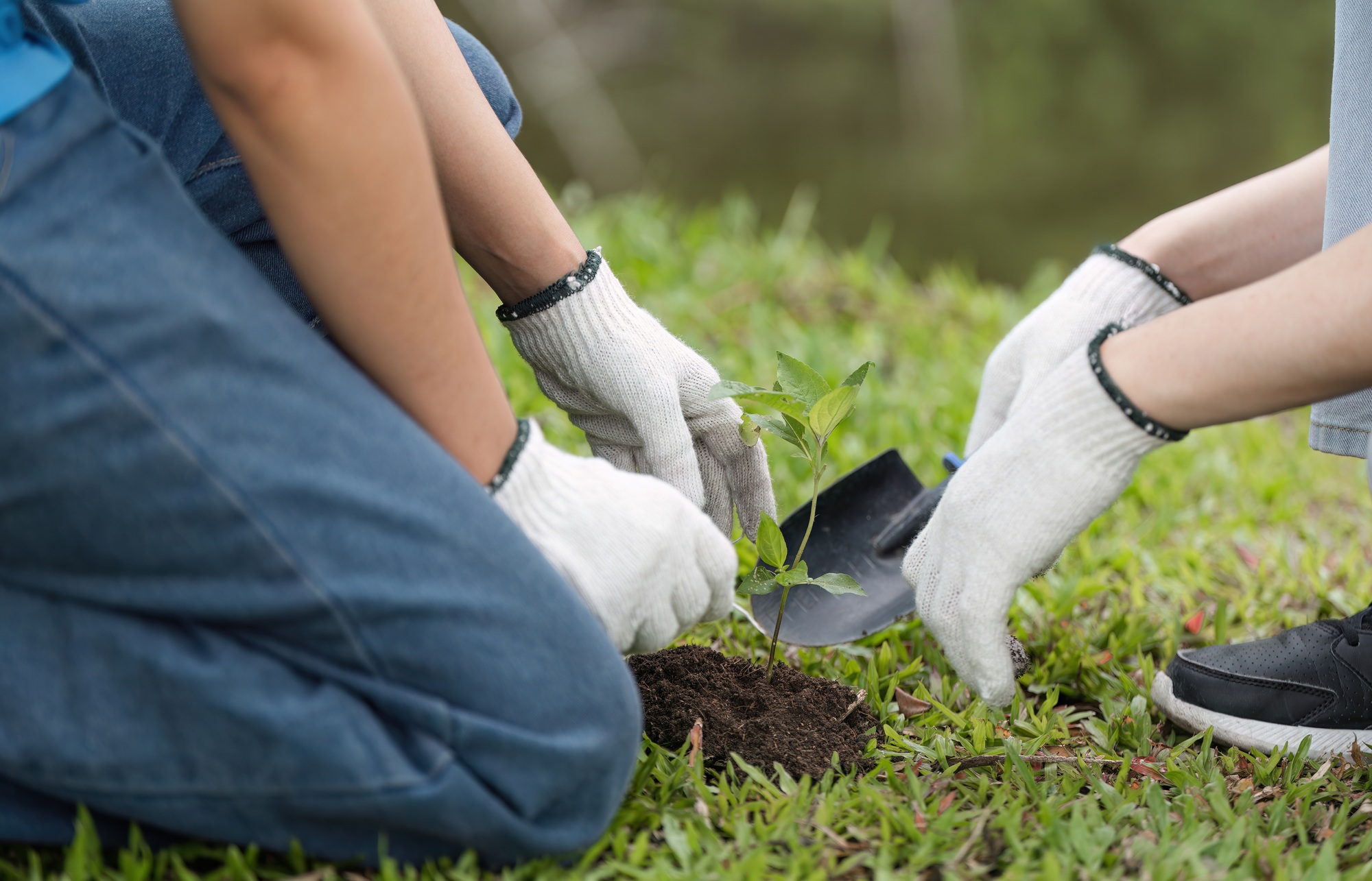 Volunteer Planting Trees Together in a Park for Environmental Conservation and Community Service Volunteer Planting Trees Together in a Park for Environmental Conservation and Community Service
